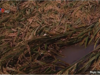 Hậu Giang: Nhiều diện tích lúa bị đổ gây khó khăn trong thu hoạch