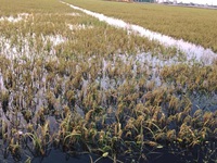 Hơn 200.000 ha lúa thiệt hại do mưa lũ
