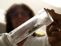 Mỹ: Florida thả 20.000 con muỗi biến đổi gen để chống Zika