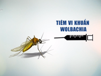 Sẽ thả muỗi trừ sốt xuất huyết ra ngoại thành Nha Trang