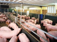 “Giải cứu” ngành chăn nuôi: Cần giải pháp căn cơ và dài hạn?