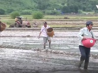 Nông dân Ninh Thuận không bỏ hoang đất ruộng sau mưa lũ