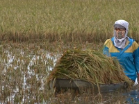 Nông nghiệp Nam Định thiệt hại nặng nề do mưa lũ