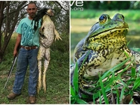 Sự thật đằng sau bức ảnh ếch khổng lồ nặng 5kg