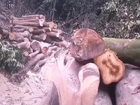 Thủ đoạn của các đối tượng phá rừng, chiếm đất ở Tĩnh Gia, Thanh Hóa