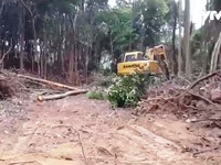 Lãnh đạo huyện Tĩnh Gia, Thanh Hóa: 'Làm gì có chuyện phá rừng bừa bãi!'