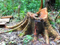 Khánh Hòa: Phát hiện vụ phá rừng phòng hộ qui mô lớn
