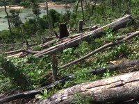 Quảng Nam lập đoàn kiểm tra vụ phá rừng đầu nguồn sông Tranh