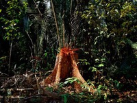 Báo động tình trạng rừng Amazon bị tàn phá