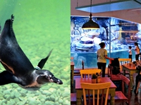 Nhà hàng chim cánh cụt thú vị tại Indonesia