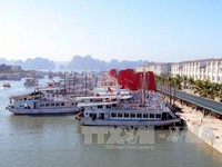 Quảng Ninh đề nghị dừng hoạt động 8 tàu trên vịnh Hạ Long