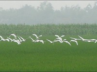 Những cánh cò chao nghiêng trên cánh đồng lúa miền Tây