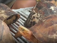 Phát hiện nhiều cá thể rùa bị nuôi nhốt trái phép