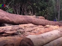 Nhiều diện tích rừng bị “đầu độc” không thương tiếc