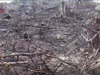 Bình Định: Phát hiện hàng chục ha rừng phòng hộ bị 'cạo trọc'