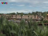 Quảng Nam triển khai dự án trồng và phục hồi rừng dừa nước