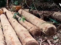 Nghệ An: Lâm tặc ngang nhiên phá rừng tự nhiên