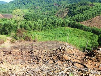 Bình Định xử lý trách nhiệm để xảy ra 2 vụ phá rừng lớn