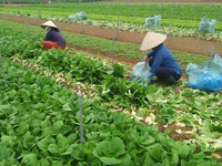 Hà Nội dự kiến thu thêm 2000 tỷ mỗi năm từ sản xuất rau sạch