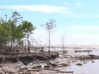 Cà Mau: Đê biển Đông sạt lở nghiêm trọng