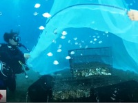 Phòng khám dưới nước dành cho động vật biển