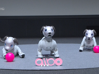 Sony tái sinh robot cún cưng Aibo để đón chào năm Mậu Tuất 2018