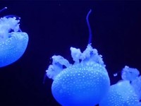 Bộ sưu tập sứa độc đáo tại Nhật Bản