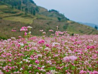 Nô nức đến Hà Giang ngắm hoa tam giác mạch
