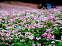 Vẻ đẹp ấn tượng của hoa tam giác mạch trên phố núi Đà Lạt