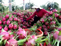 Lợi thế của trái cây Việt Nam