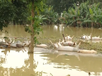 Nông nghiệp thiệt hại nặng nề do mưa lũ