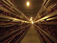 Xuất lô thịt gà đầu tiên sang Nhật: Mở ra hướng đi sáng cho ngành chăn nuôi