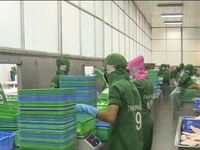 EU sẽ phối hợp chặt chẽ để sớm rút 'thẻ vàng' cho thủy sản Việt Nam