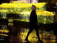 Cánh đồng hoa thủy tiên phát sáng tại Anh