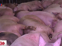 17 cán bộ phải giải trình vụ tiêm thuốc an thần cho 5.000 con lợn