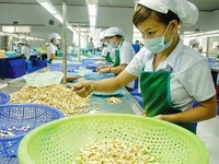 Năm thứ 12 liên tiếp Việt Nam đứng đầu thế giới về xuất khẩu điều