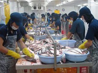 Xuất khẩu cá tra tăng trưởng mạnh nhưng vẫn gặp nhiều bất lợi