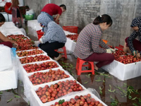 Liên kết để mở rộng thị trường cho trái cây Việt