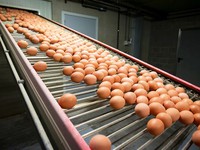Thêm một quốc gia châu Âu phát hiện “trứng bẩn”