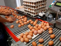 Bê bối trứng 'bẩn' tại châu Âu tiếp tục lan đến Đài Loan (Trung Quốc)