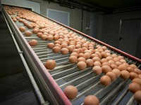 Hong Kong (Trung Quốc) cấm nhập khẩu thịt, trứng gia cầm từ Pháp