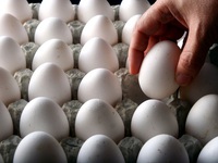 Hàn Quốc miễn thuế nhập khẩu trứng gia cầm