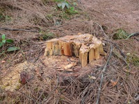 Lâm Đồng: Bắt nhiều đối tượng trong băng nhóm phá rừng