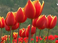 Thăm vườn hoa tulip lớn nhất châu Á