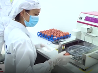 Nghiêm ngặt quy trình sản xuất trứng gà theo tiêu chuẩn quốc tế