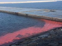 Hà Tĩnh lên tiếng trước thông tin xuất hiện dải nước màu đỏ ở cảng Sơn Dương
