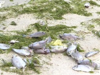 Khánh Hòa: Nhà máy đường xả thải, thủy hải sản chết hàng loạt