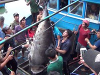 55 triệu đồng cho con cá ngừ vây xanh lớn nhất Việt Nam