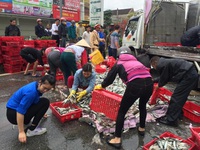 Hà Tĩnh: 2 tấn cá đổ giữa đường, người dân ra gom giúp tài xế