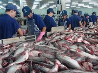Xuất khẩu cá tra sang Hoa Kỳ giảm mạnh
